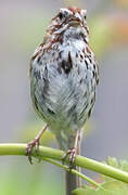 Song Sparrow