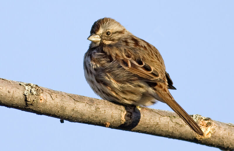 Song Sparrow, identification