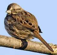 Song Sparrow