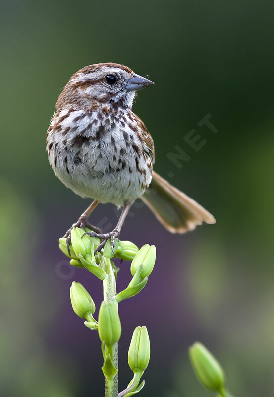 Song Sparrow, identification