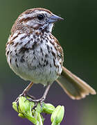 Song Sparrow