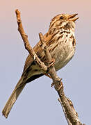 Song Sparrow