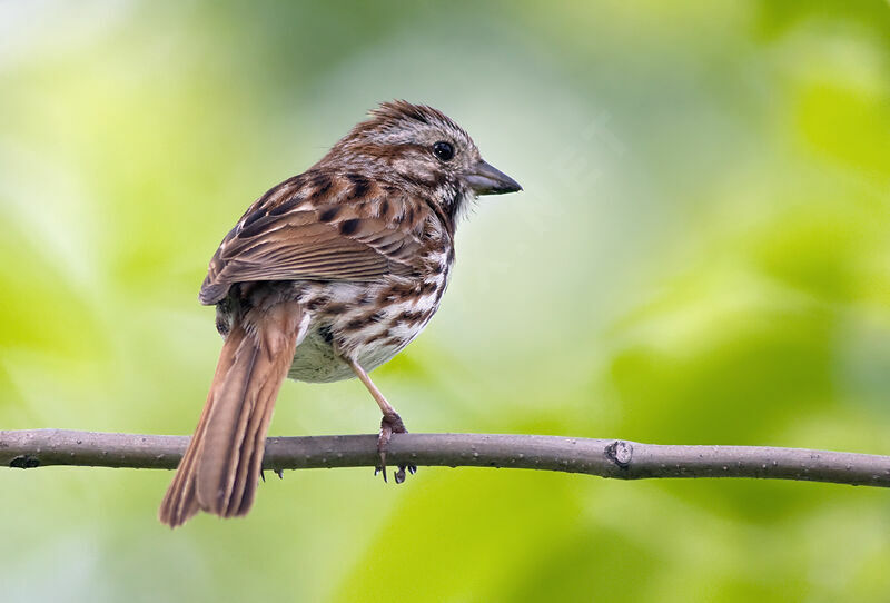 Bruant chanteur, identification, Comportement