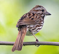 Song Sparrow