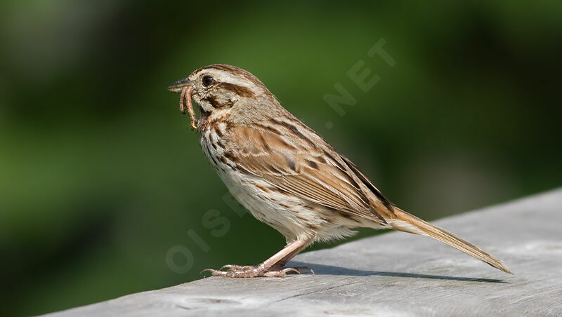 Bruant chanteur, identification, régime, Comportement