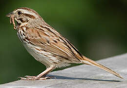 Song Sparrow