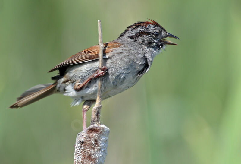 Swamp Sparrowadult