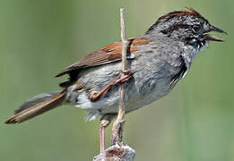 Swamp Sparrow