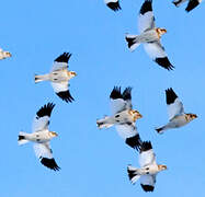 Snow Bunting