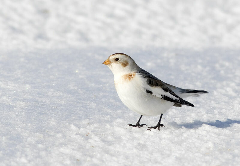 Bruant des neiges