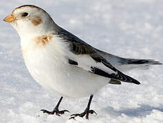 Snow Bunting