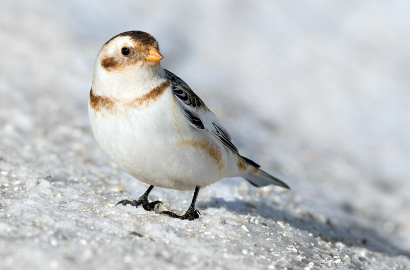 Snow Bunting