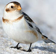 Snow Bunting