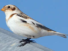 Snow Bunting