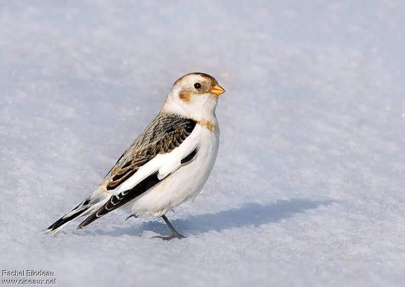 Bruant des neiges mâle adulte internuptial, identification