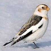 Snow Bunting