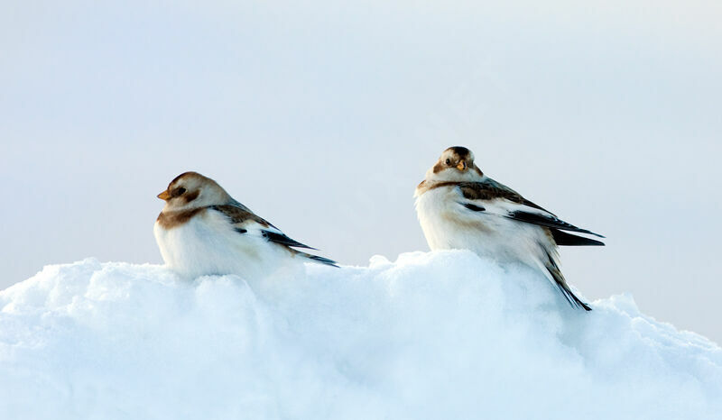 Bruant des neiges