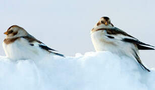 Snow Bunting