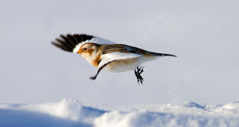 Snow Bunting