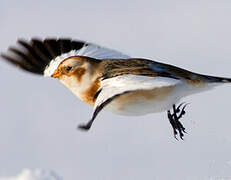 Snow Bunting