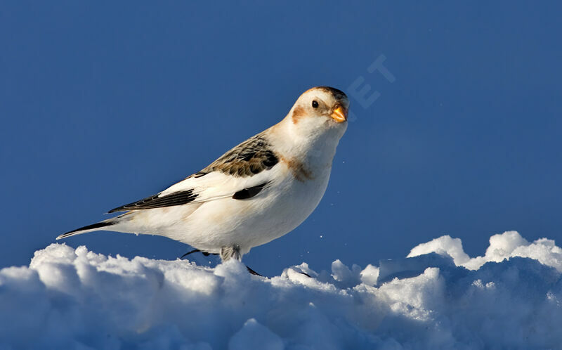 Snow Bunting