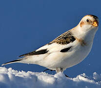 Snow Bunting