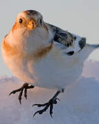 Snow Bunting