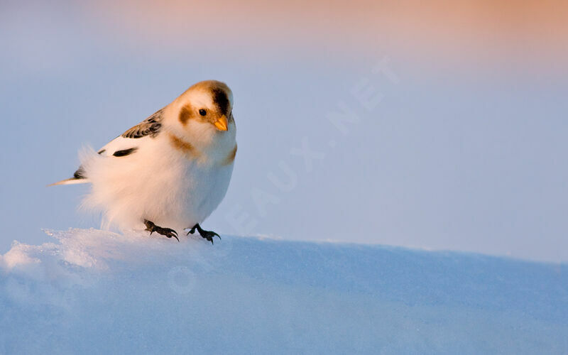 Bruant des neiges