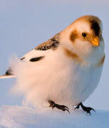 Bruant des neiges