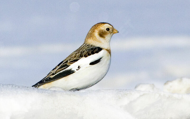 Snow Bunting