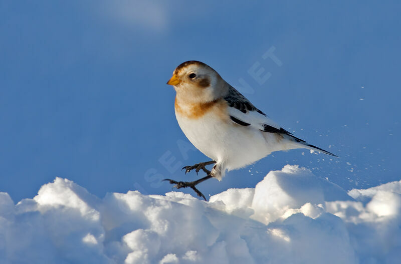 Snow Bunting