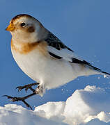 Snow Bunting