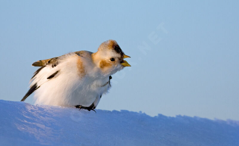 Bruant des neiges