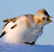 Snow Bunting