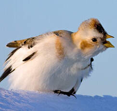 Bruant des neiges