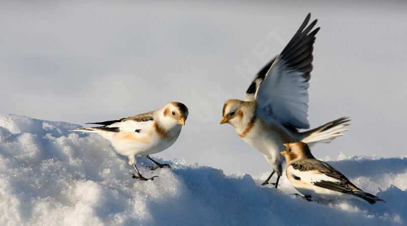 Snow Bunting, identification, Behaviour