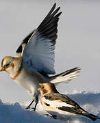 Snow Bunting