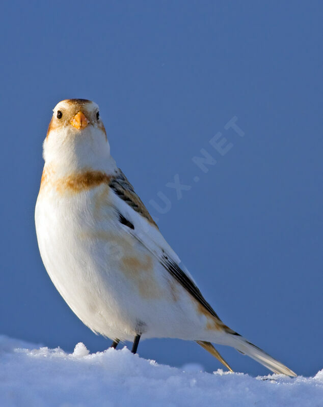 Bruant des neiges, identification