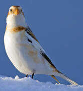 Snow Bunting