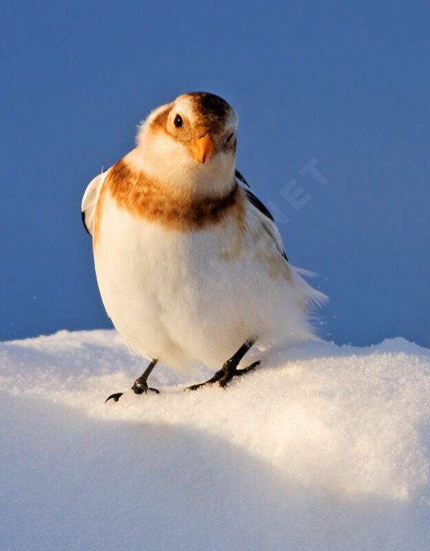 Snow Bunting