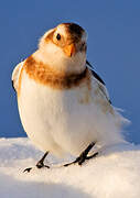 Snow Bunting