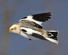 Snow Bunting