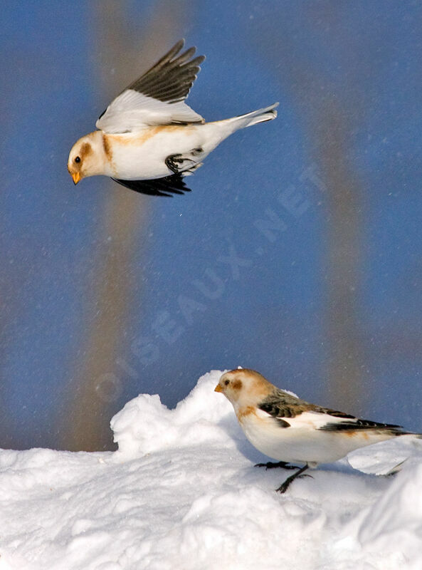 Snow Bunting