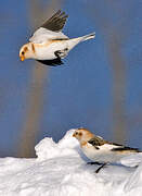 Snow Bunting