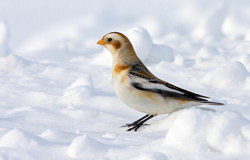 Bruant des neiges, identification