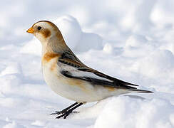 Snow Bunting