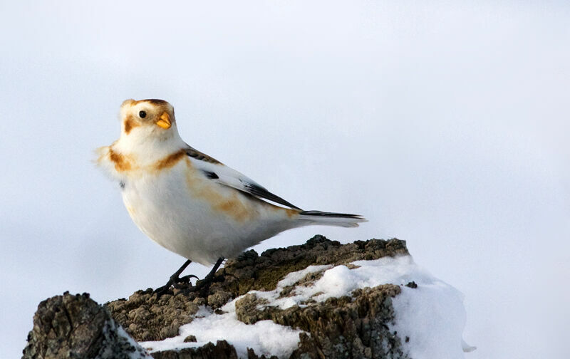 Bruant des neiges, identification