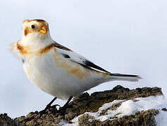 Snow Bunting