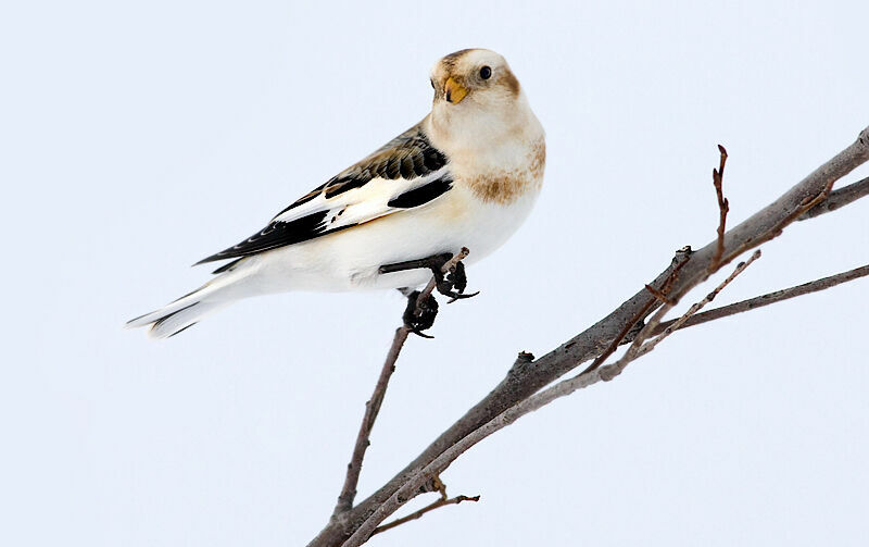 Snow Buntingadult post breeding, identification, Behaviour