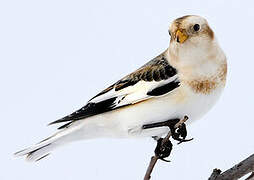 Snow Bunting